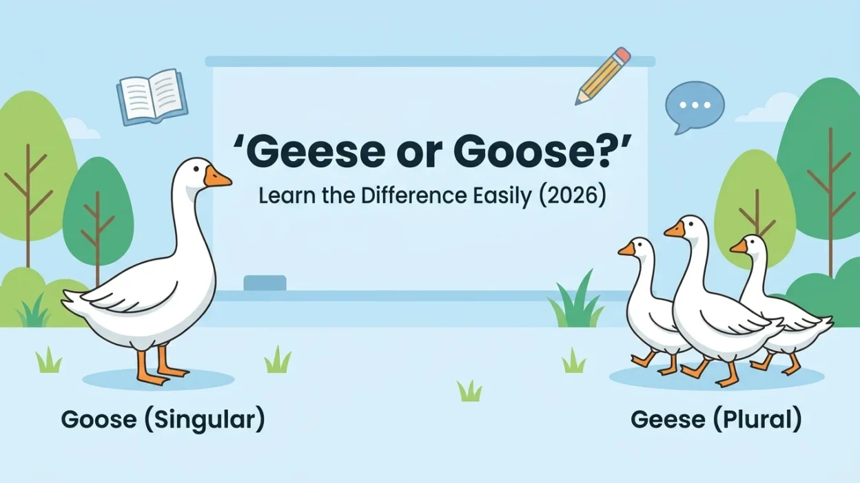 Geese or Goose